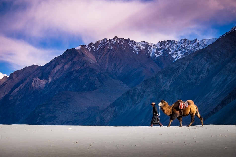 Nubra Valley camel landscape